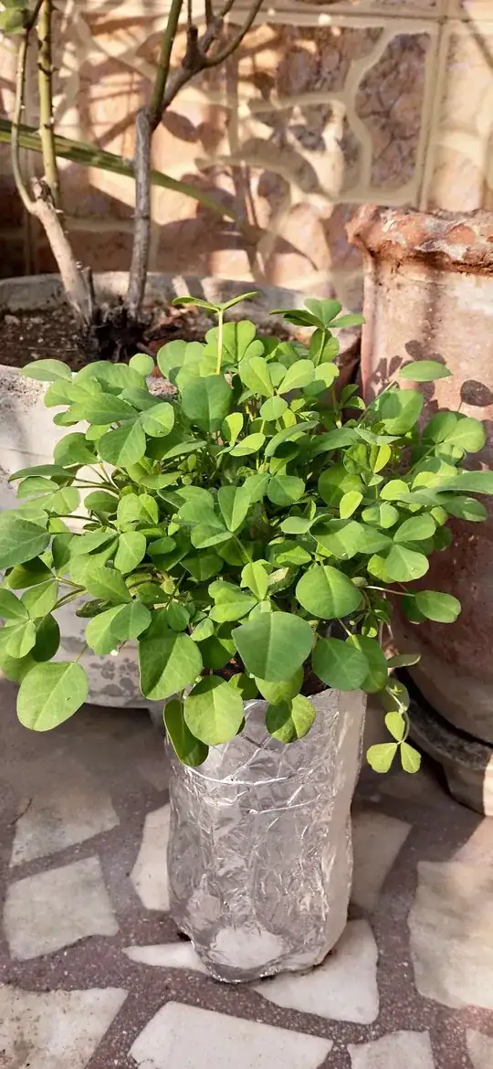 Fenugreek Plant