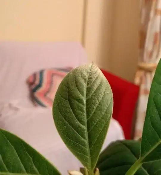 Plant1-some leaves develop gray white tips and spots