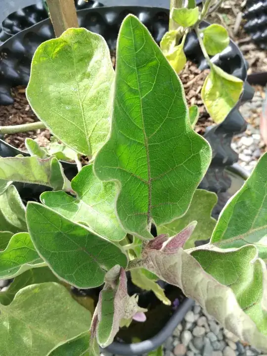 young leaf
