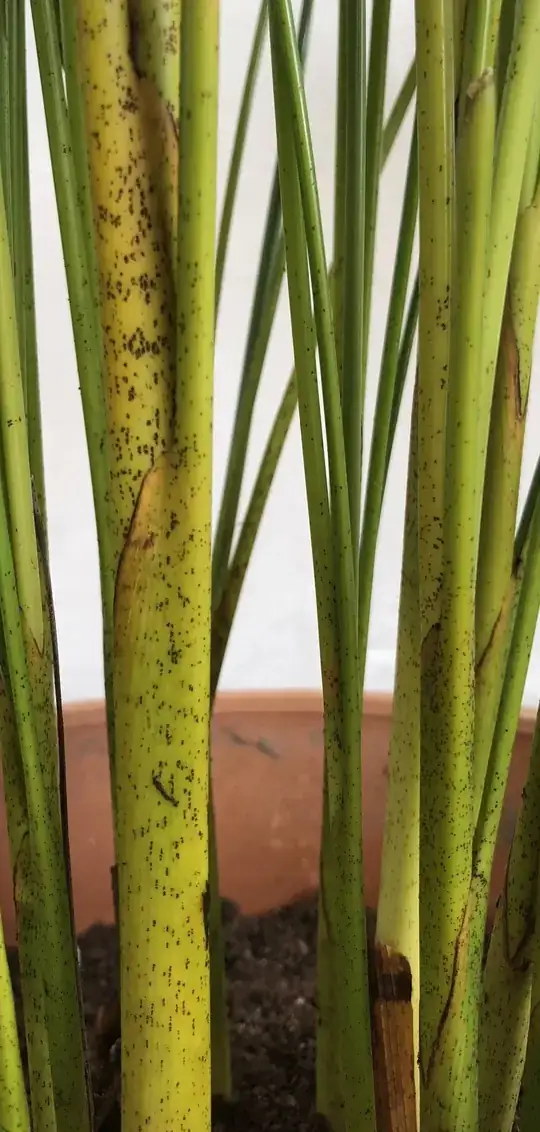 it is curled crinkled and the rest of the leaves are curled as well.
