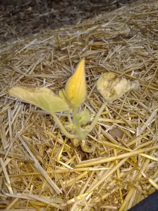 outside squash planted weeks ago