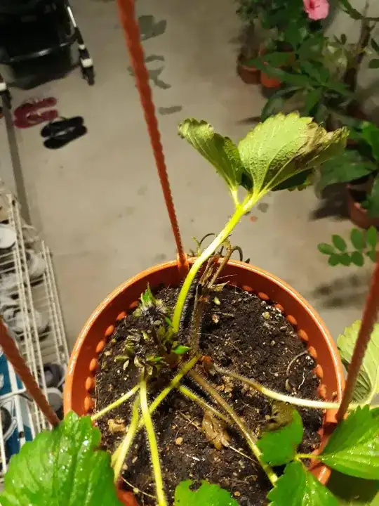 Bottom two leaves wilting and top leaves starting to yellow
