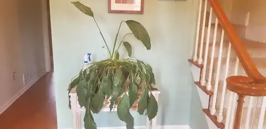photo of drooping plant