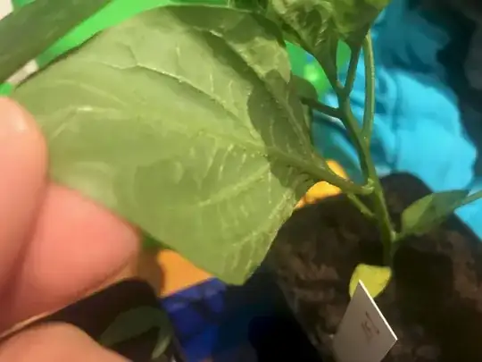 Leaf underside