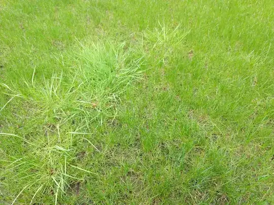 not poa annua 4