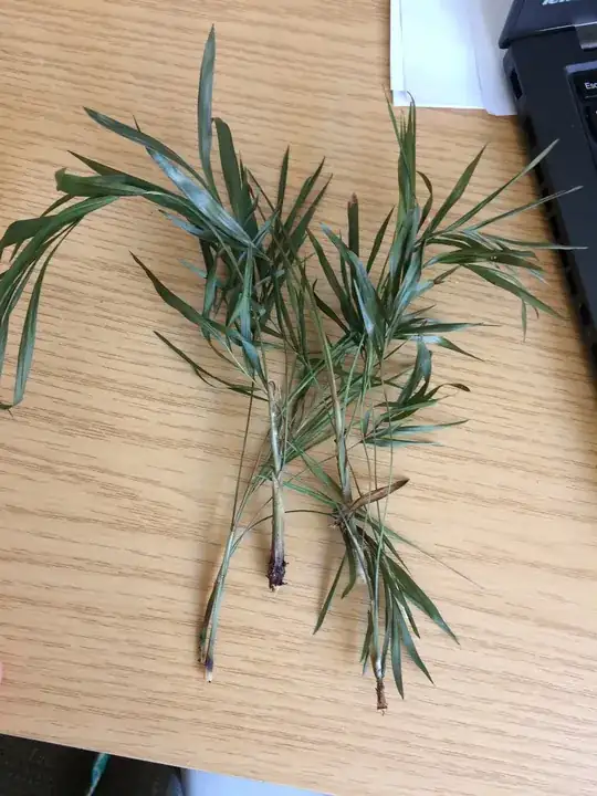 The leaves are drying and dying