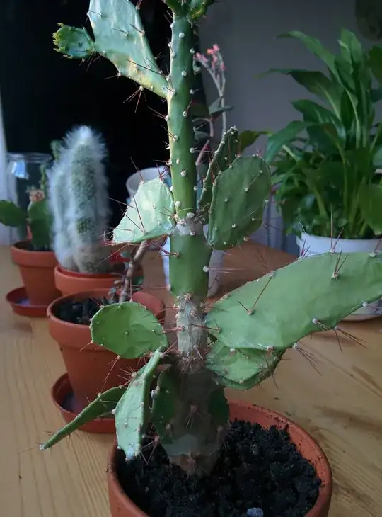cactus