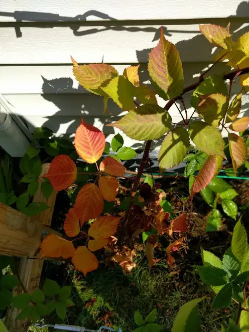 blackberry leaves