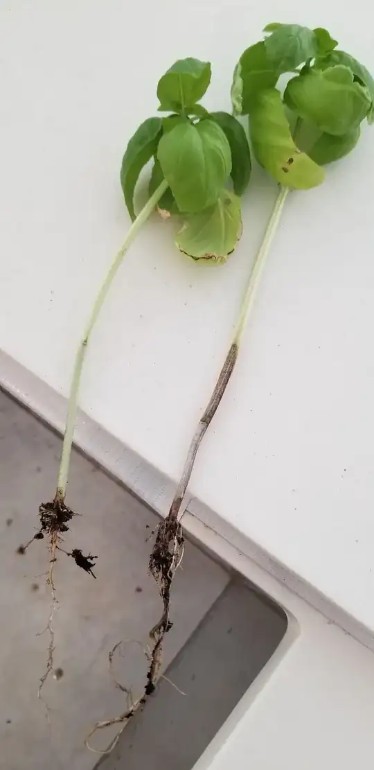 basil I pulled out
