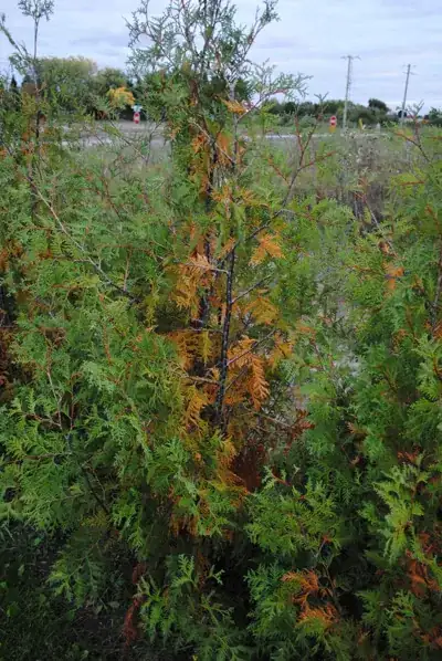 This one has yellow
