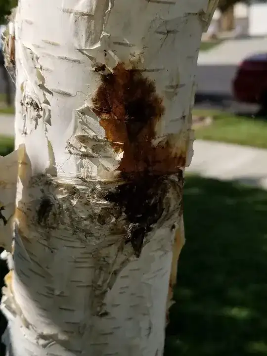 This part of the plant's stem is infected