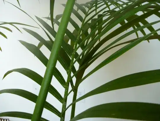 white dots on palm tree
