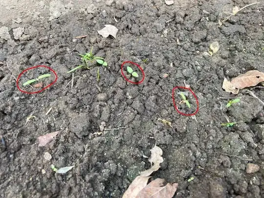 dill field with some weeds