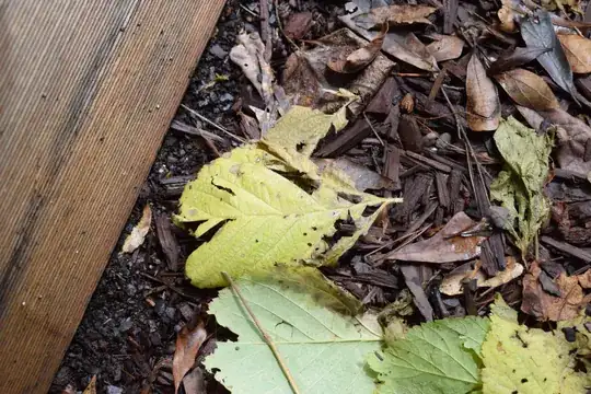 Leaves after they have fallen off and died