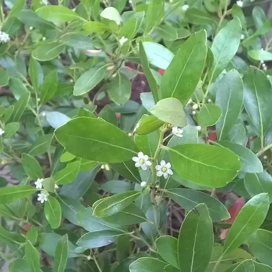 diseased leaves