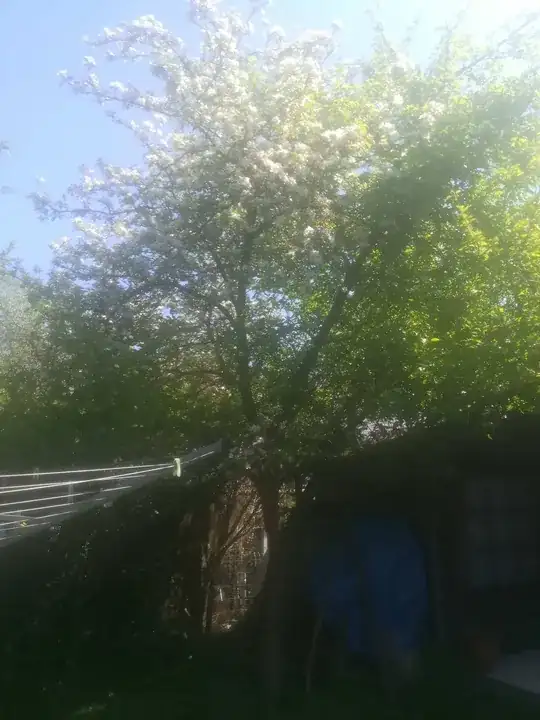 The tree in question. Please excuse the bad picture.