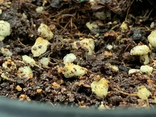 Pearlite yellow growths
