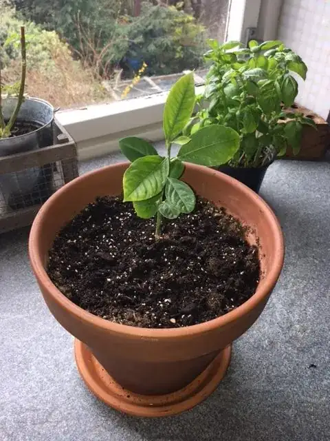 Lemon Tree