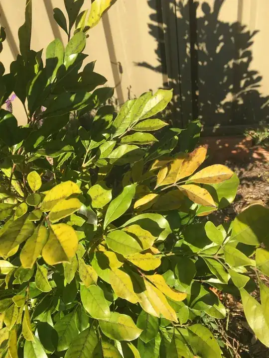 many white things in the center with a few throughout the picture