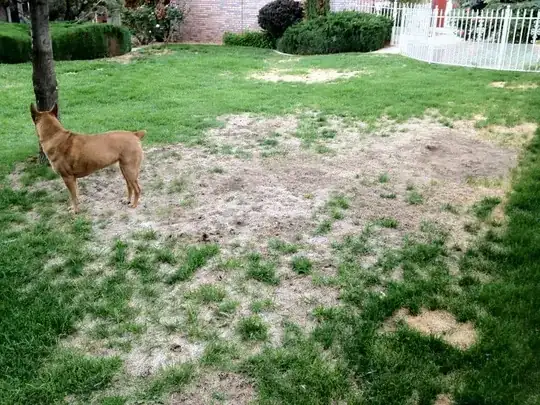 patchy grass