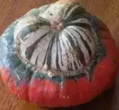 Turban Squash