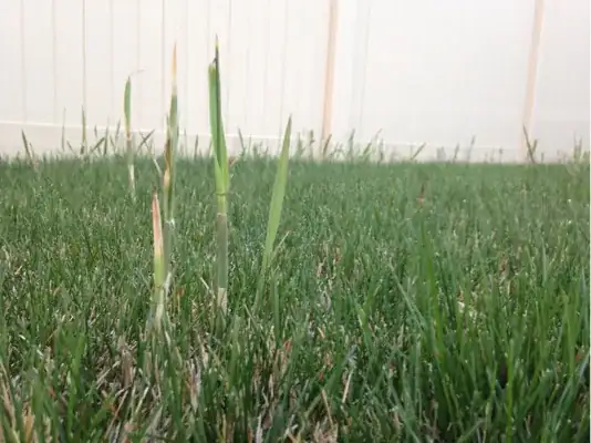 phragmites in lawn