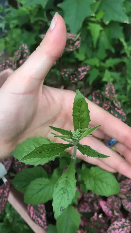 Picture of plant