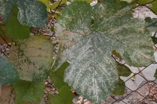 Leafhopper damage to grape foliage in southwestern Idaho in 2015.
