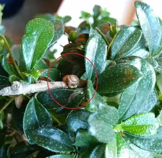 Something on the bonsai