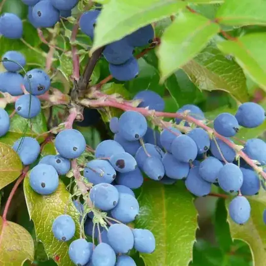pic of Oregon Grape Holly