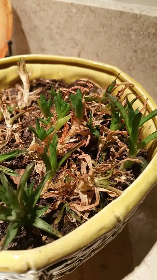 Plant 2