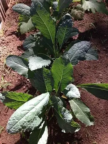 Vegetable 1