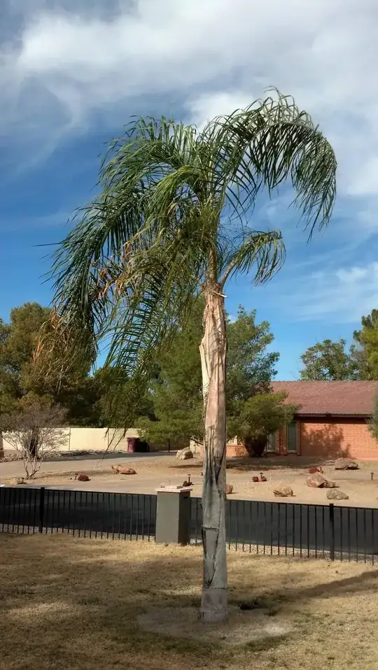 Queen Palm 2