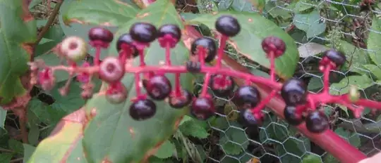 berries