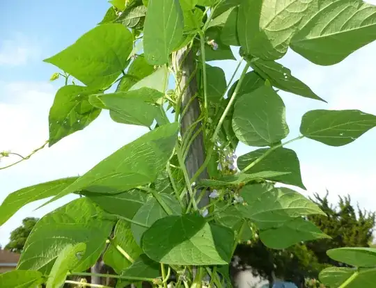 bean climbing technique
