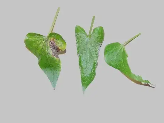 Sweet potato leaves with powdery appearance