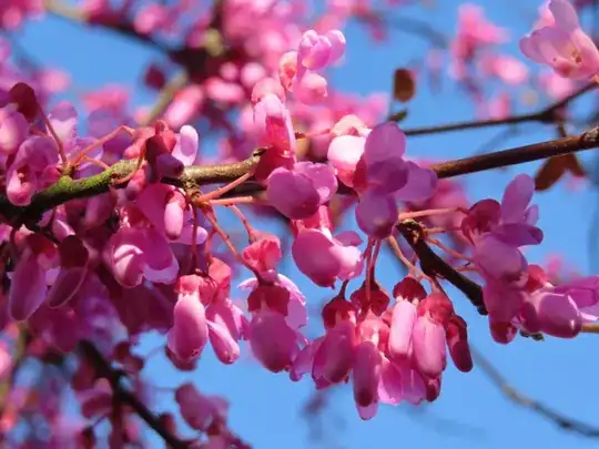 Pink snapdragon-like flowers