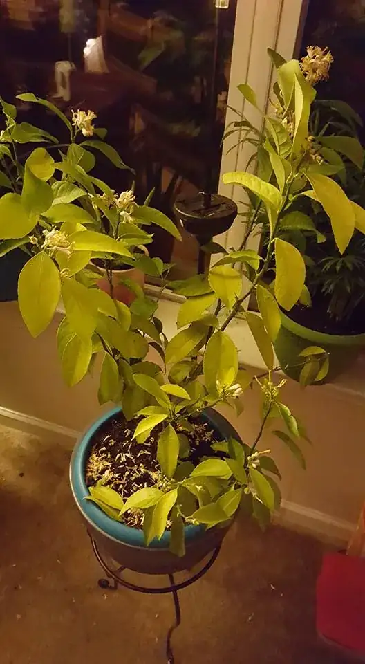 meyer lemon