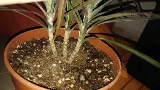 Dragon Tree 