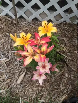 3colors