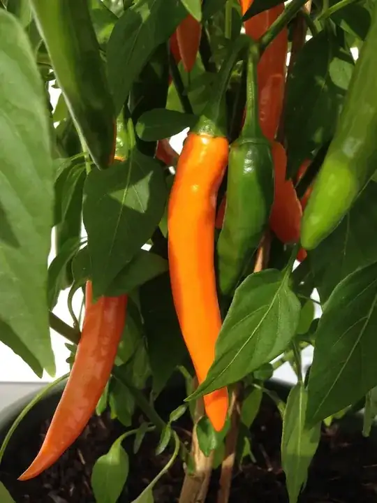 unknown pepper plant fruit (orange)