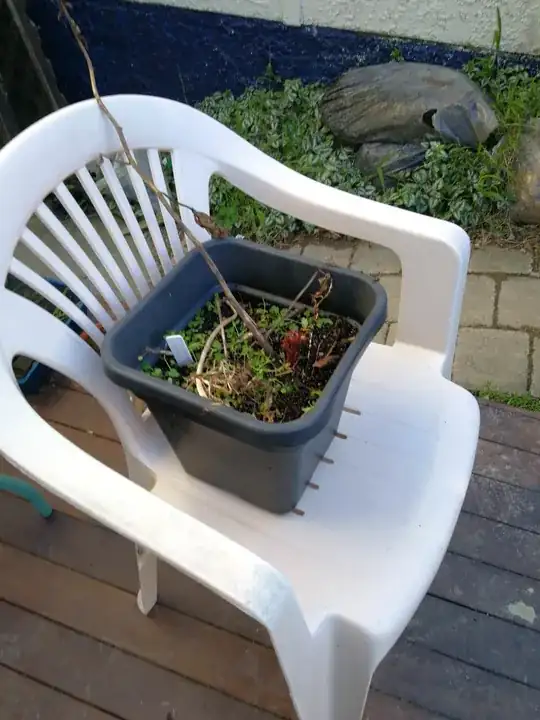 pot with paeonie