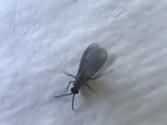 gnat