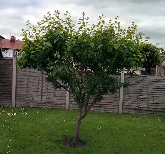 My tree