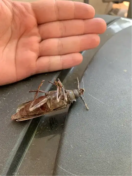 Hand for size reference
