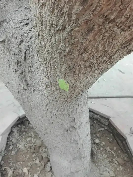 Is this a type of lettuce?