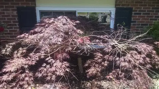 Better Tree