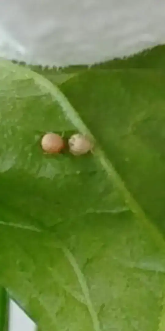 These lumps