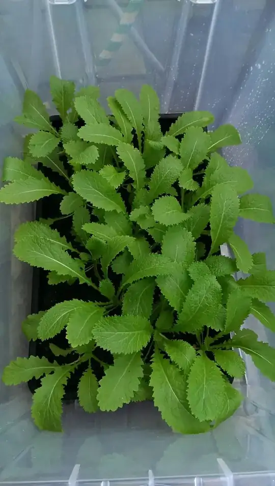 unidentified leaf