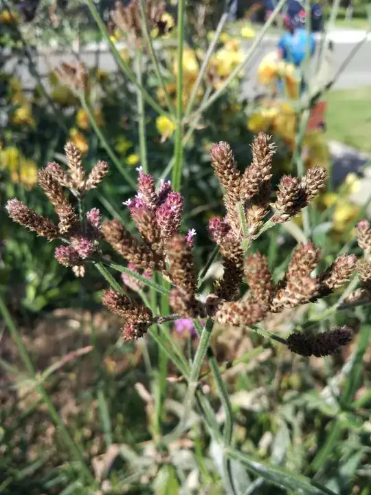 Flowering